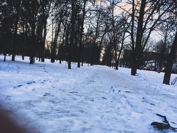 Trees on snow covered landscape