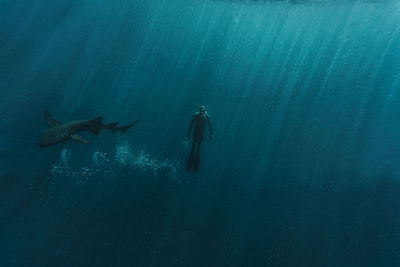 Mid adult man snorkeling with nurse shark in blue sea