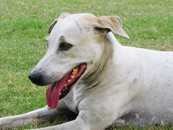 Close-up of a dog looking away