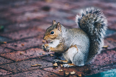 Close-up of squirrel eating on footpath