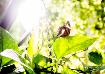 Close-up of butterfly on flower