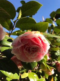 Close-up of pink flower blooming on tree
