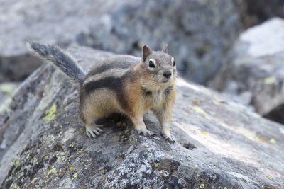 Close-up of squirrel on rock