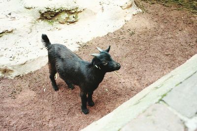 High angle view of black goat