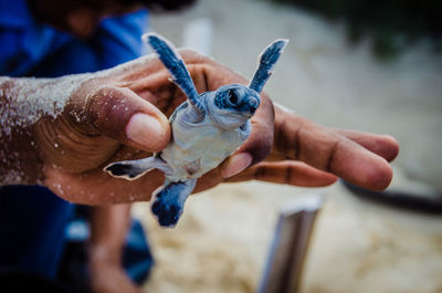 Close-up of hand holding ice
