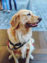 Close-up of dog looking away