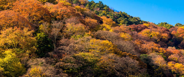 Beautiful nature colourful tree leaves on mountain at arashiyama in autumn season in kyoto, japan.