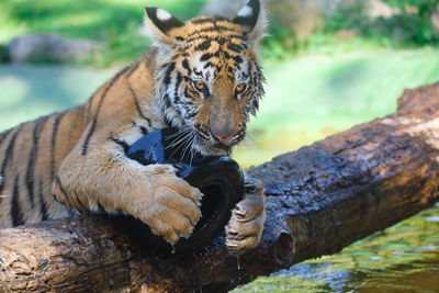 Portrait of tiger playing with toy on fallen tree