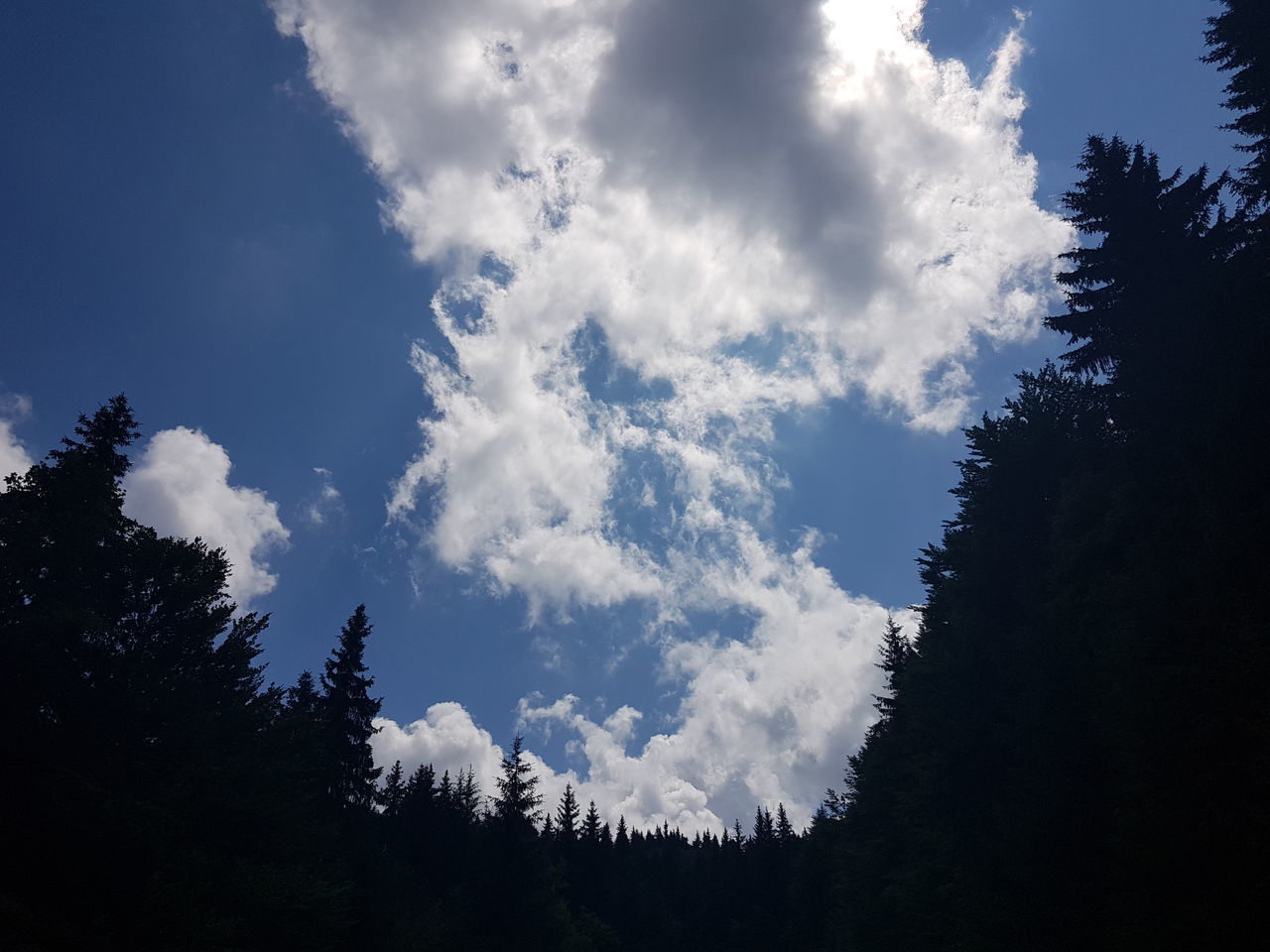 LOW ANGLE VIEW OF SILHOUETTE TREE AGAINST SKY