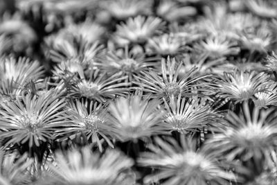 Full frame shot of flowering plants