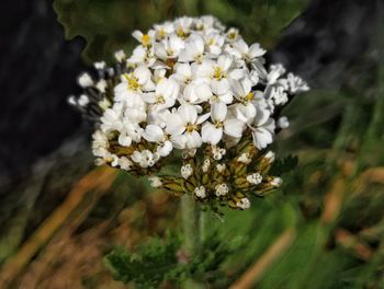 Close-up of white flowers blooming outdoors