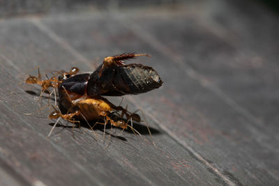 Group of red ant carrying a bug