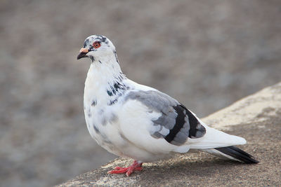 Close-up of seagull perching outdoors