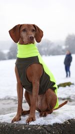 Portrait of dog sitting outdoors in snowcovered landscape 