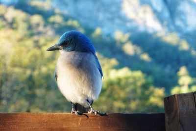 Close-up of bird perching on railing