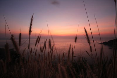 Reeds by sea against sky during sunset