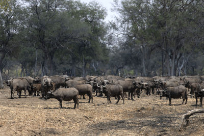 Buffalos walking in a field