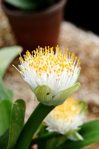 Close-up of white flowering plant