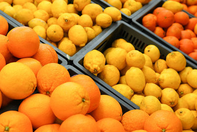 Lot of bright yellow lemons and oranges in boxes in supermarket