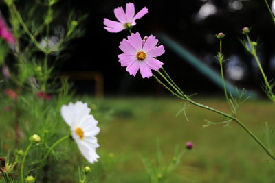 Close-up of purple flowering plant on field