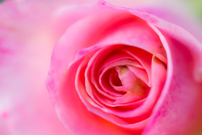 Close-up of pink rose