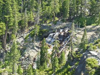 Scenic view of forest