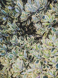 Full frame shot of succulent plants