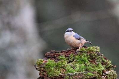 Close-up of bird perching on a branch