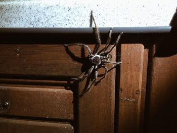 Close-up of insect on wall