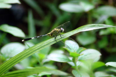 Close-up of insect on leaf