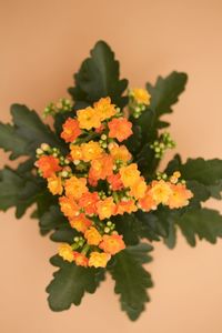 Close-up of yellow flowers against orange background