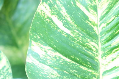 Close-up of leaf on tree