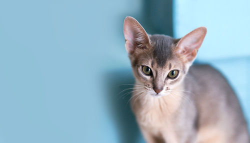 Beauty blue abyssinian cat with big hears and eyes on a turquoise background. concept postcard
