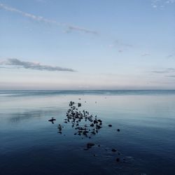 Birds in sea against sky