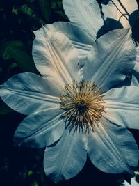 Close-up of passion flower blooming outdoors
