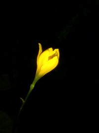 Close-up of yellow flower blooming against black background