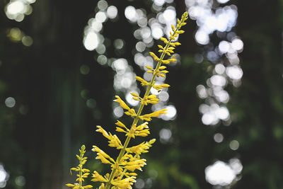 Close-up of yellow flowering plant