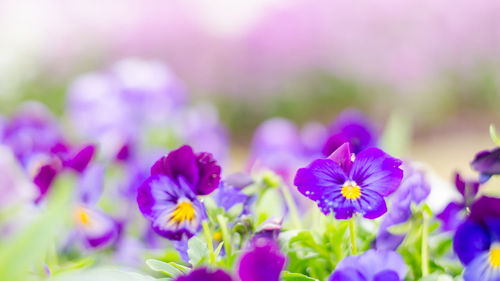 Close-up of purple crocus flowers growing on field