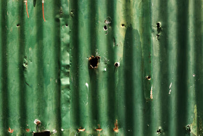 Full frame shot of bamboo plants