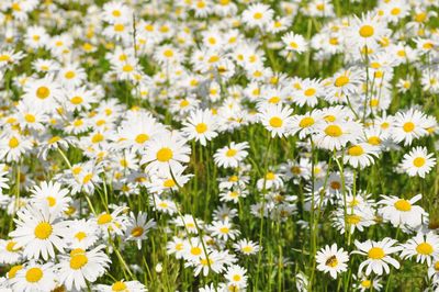 Close-up of white flowers blooming in field