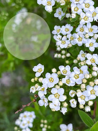 Close-up of white flowering plant