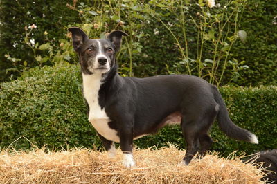 Side view of dog standing on straw against plants