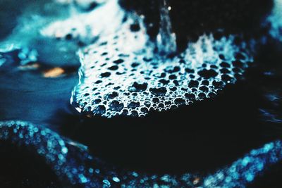 Close-up of coral underwater