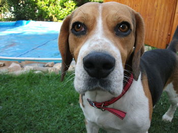Close-up portrait of dog