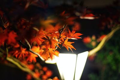 Close-up of maple leaves