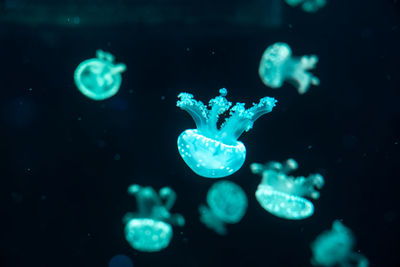 Colorful jellyfish floating in the sea