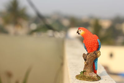 Close-up of parrot perching on metal