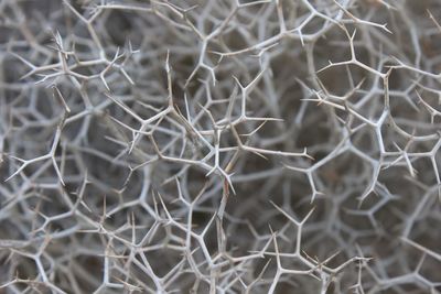 Full frame shot of dry plants