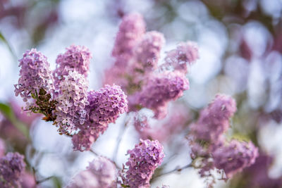 Close-up of pink cherry blossoms