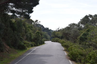 Road amidst trees in forest against sky